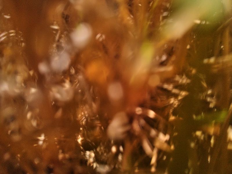 Photograph of Circular Grass Field